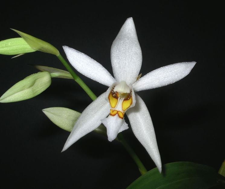 Coelogyne corymbosa