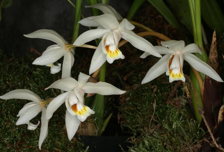 coelogyne lactea