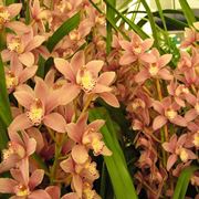 cymbidium