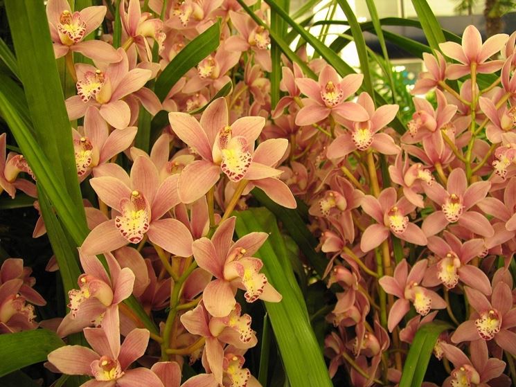Cymbidium - Orchidee - Orchidea Cymbidium