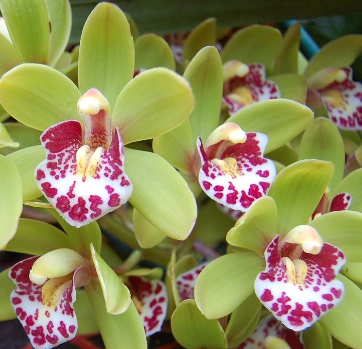 Fiore Giallo Simile All Orchidea - Fiore simile all'orchidea il prezzo si riferisce alla singola piantina.