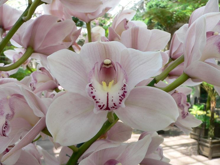orchidee cimbidio