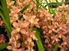 cymbidium