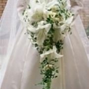 prezzo orchidea