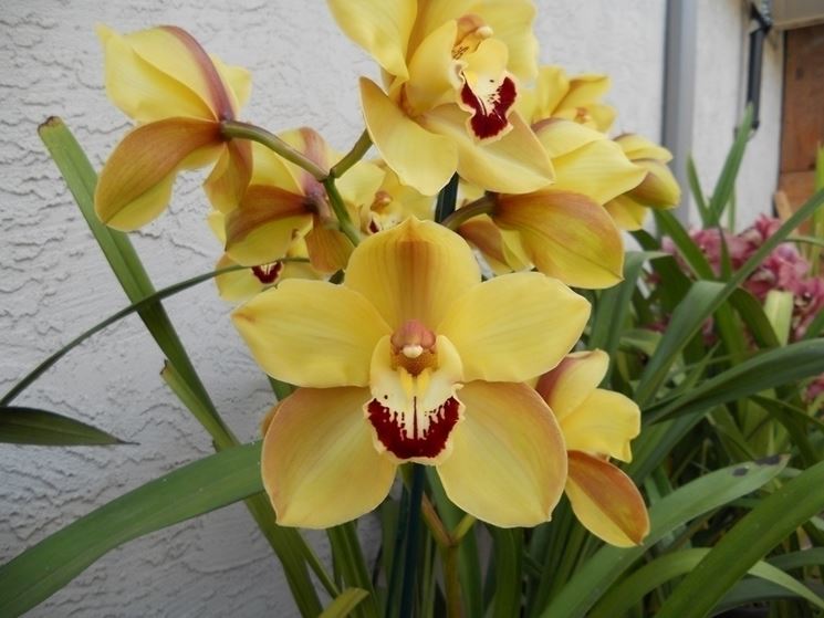 cymbidium