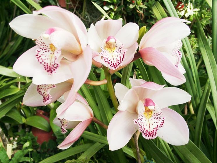 orchidea cymbidium