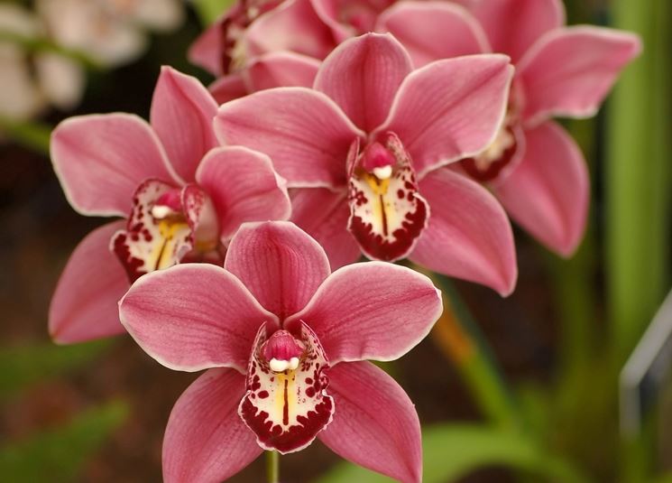 orchidea cymbidium