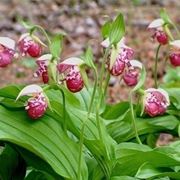 cypripedium guttatum