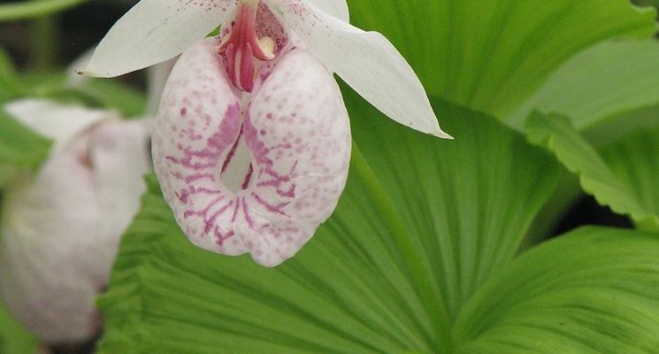 cypripedium formosanum