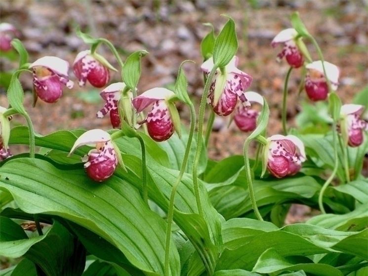 cypripedium guttatum