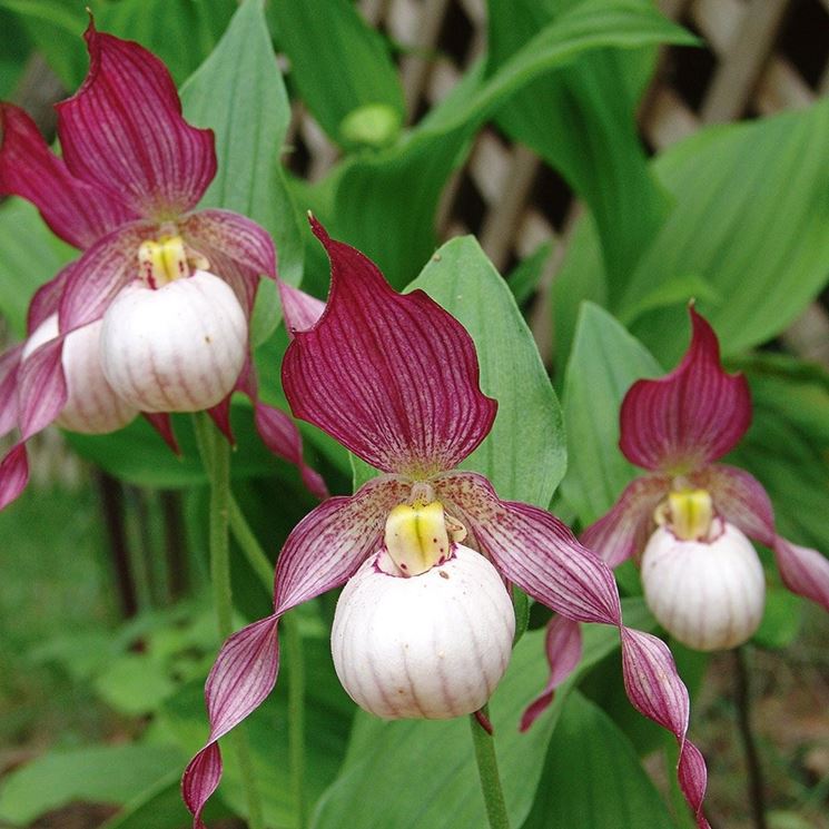 cypripedium gisela