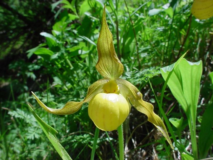 cypripedium parviflorum