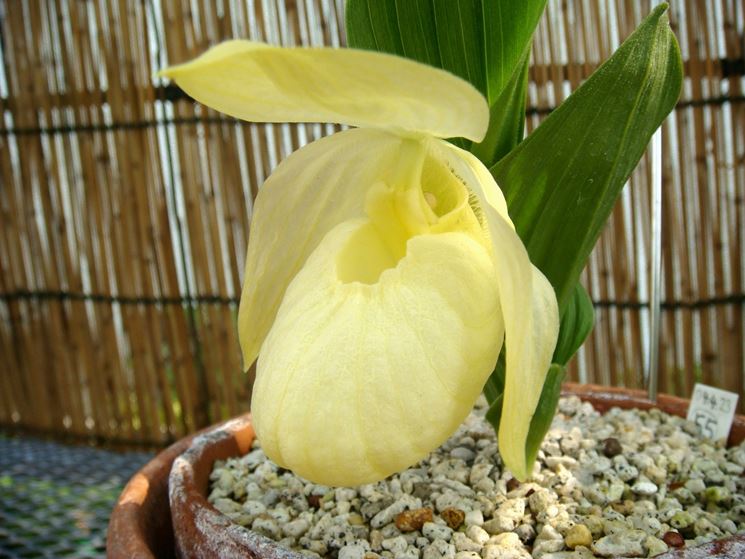 cypripedium macranthon