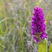 Dactylorhiza incarnata