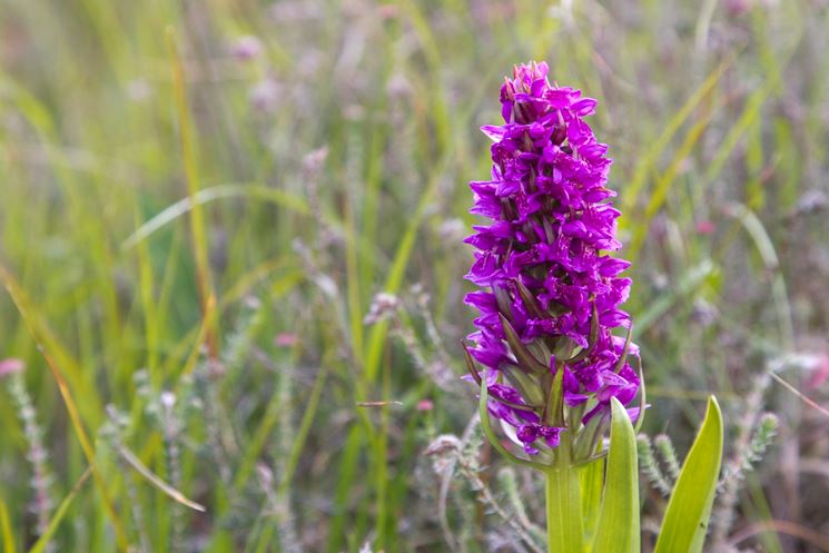 Dactylorhiza incarnata