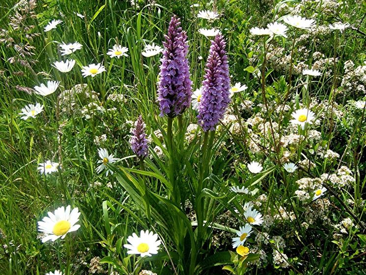 dactylorhiza pianta