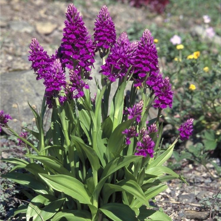 dactylorhiza purpurella