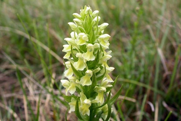 dactylorhiza fiori