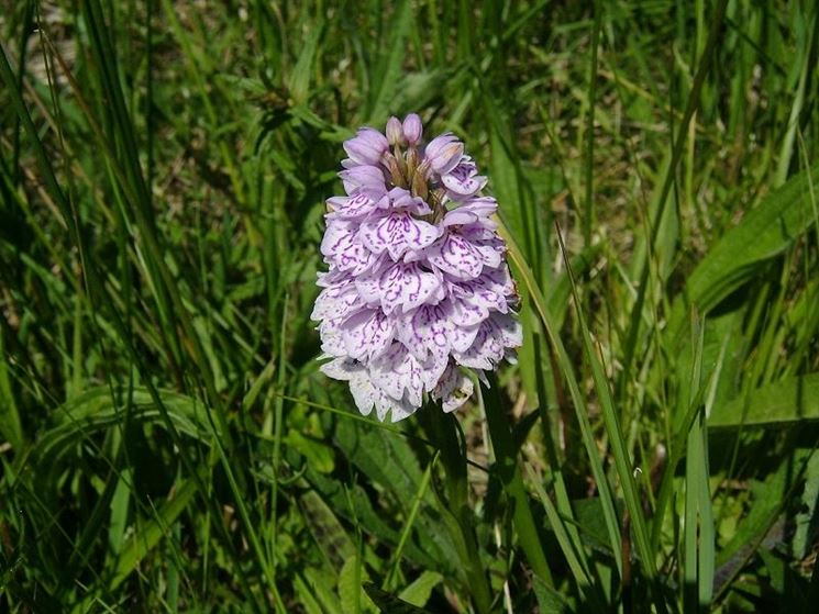 dactylorhiza maculata