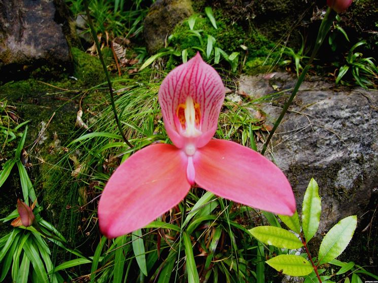 pianta Disa uniflora