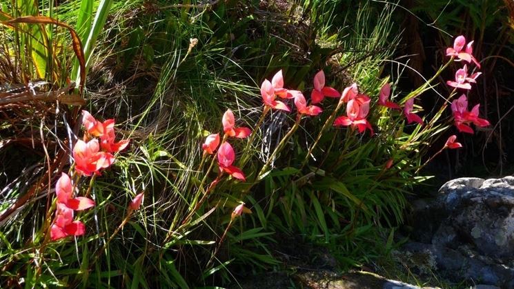 disa uniflora piante