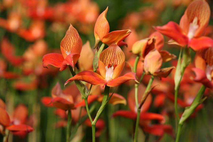 fiori disa uniflora