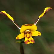 Diuris semiunulata