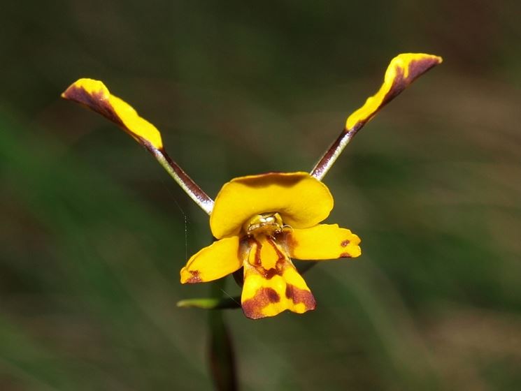 Diuris semiunulata