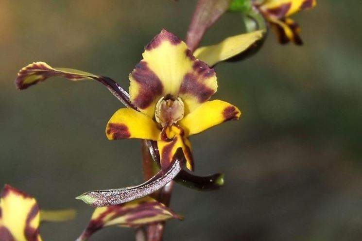 orchidea Diuris pardina