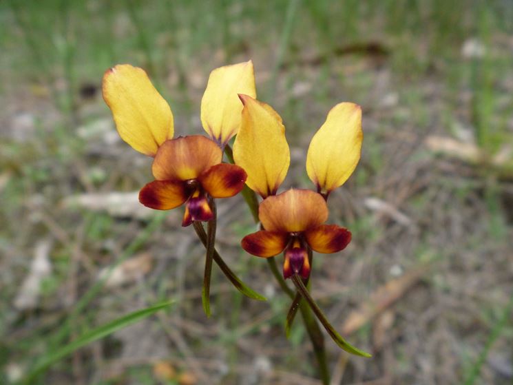 diuris corymbosa