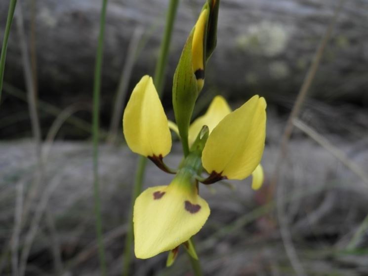 diuris sulphurea