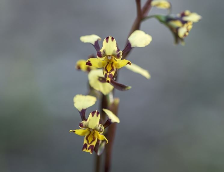 fiori diuris pardina