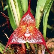 Dracula orchidea