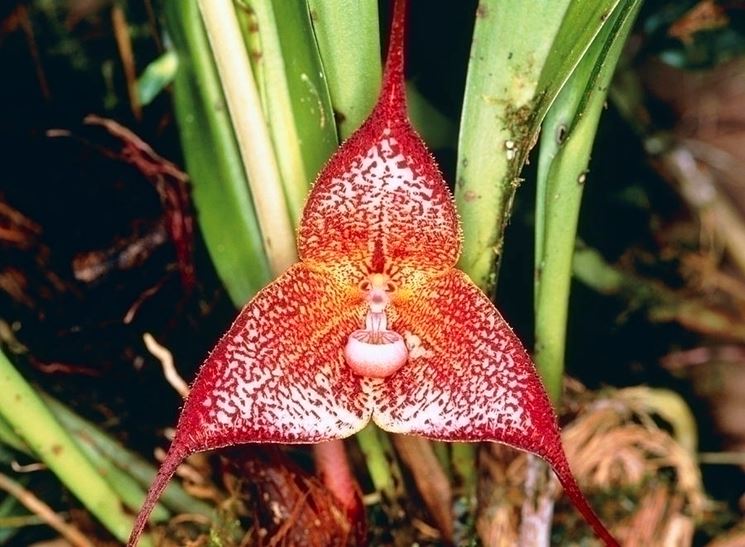 Dracula orchidea