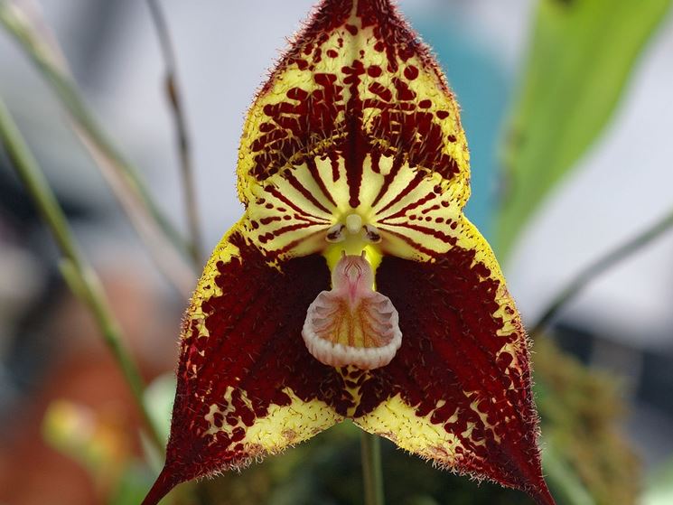 fiore orchidea Dracula