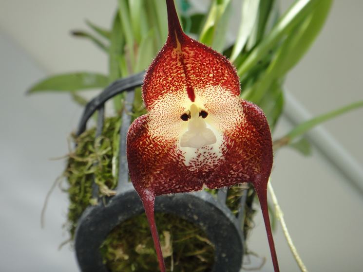 orchidea dracula