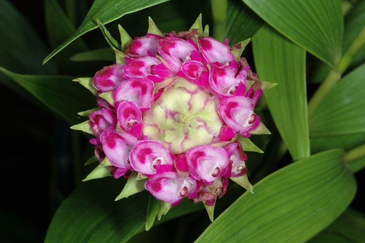 fiori elleanthus capitatus