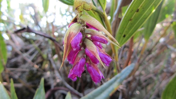 elleanthus fiore