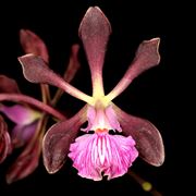 Encyclia