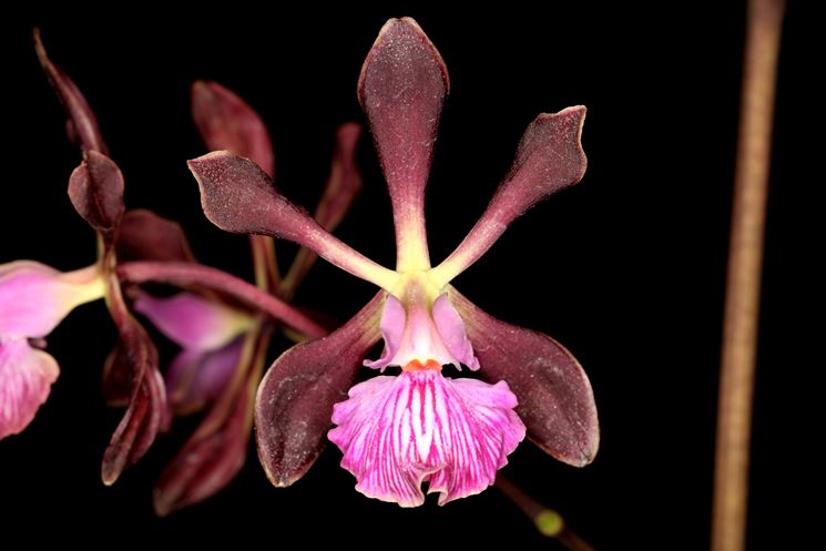 Encyclia