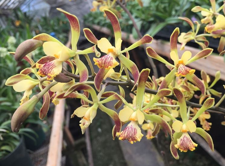 Encyclia alata