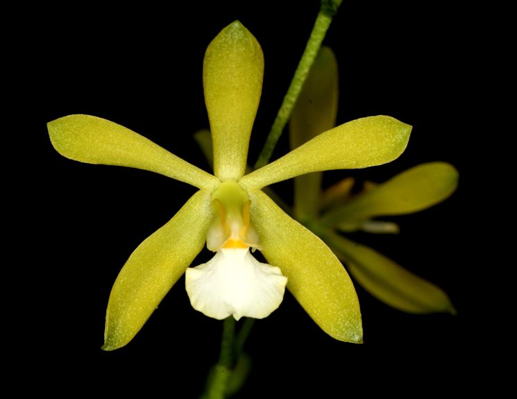 encyclia tampensis