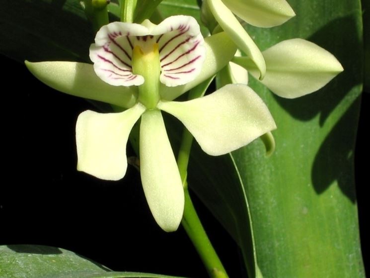 encyclia radicans