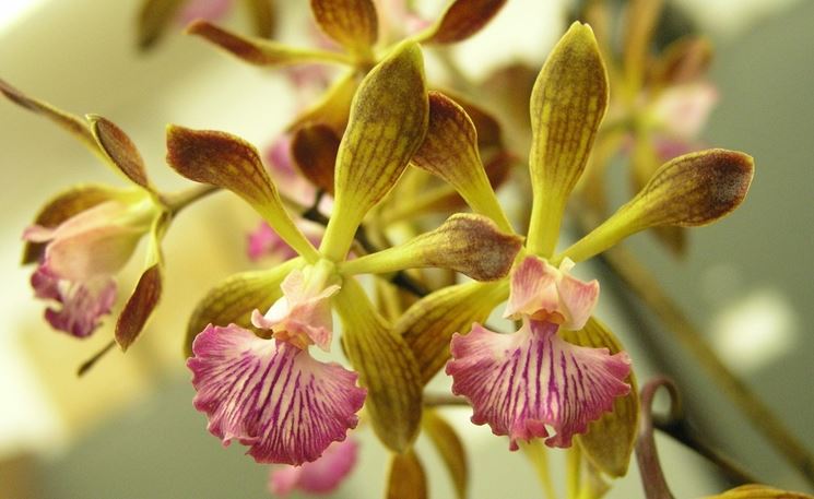 encyclia fiori