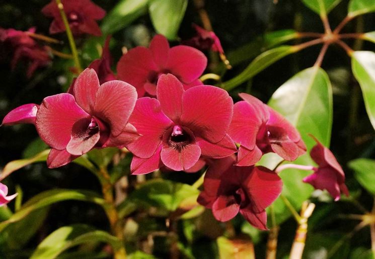 Orchidee Dedrobium