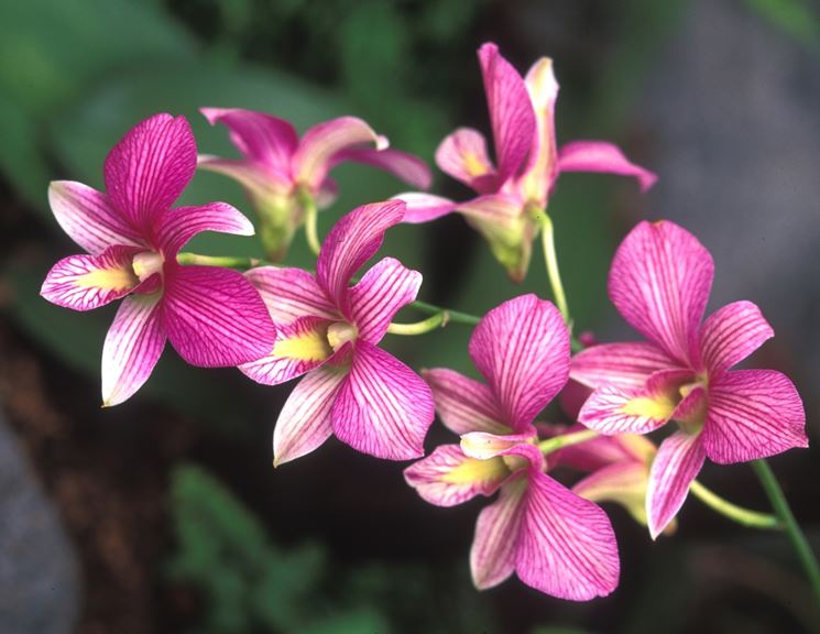 fiori Dendrobium