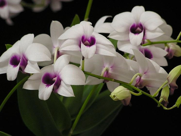 dendrobium fiori