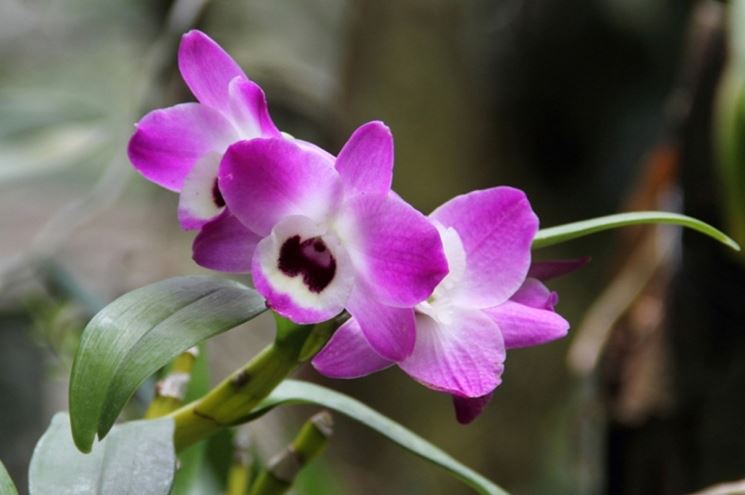 dendrobium nobile