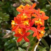 Epidendrum