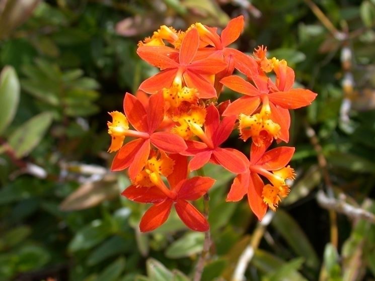 Epidendrum